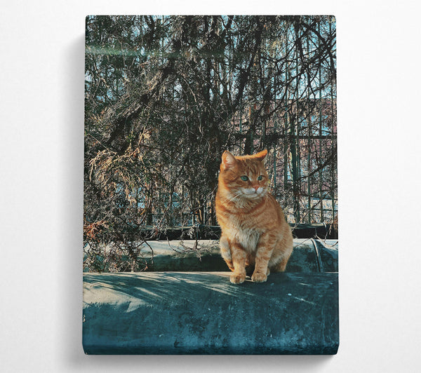 Orange Cat In The Pines.