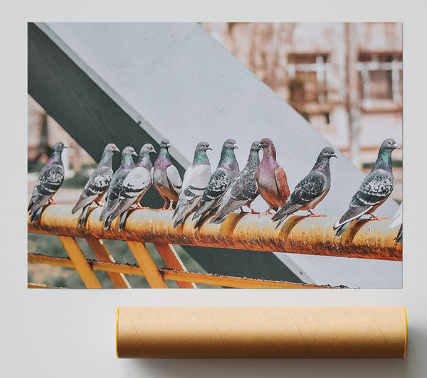 Rusty Railing Pigeons