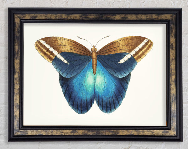 Blue Box Moth