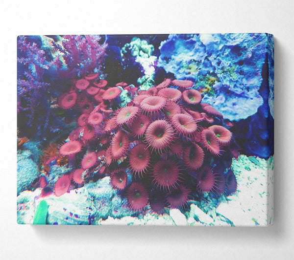 Crimson Coral Bloom