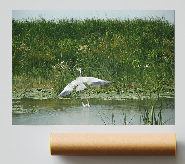 Grey Heron Takes Flight.