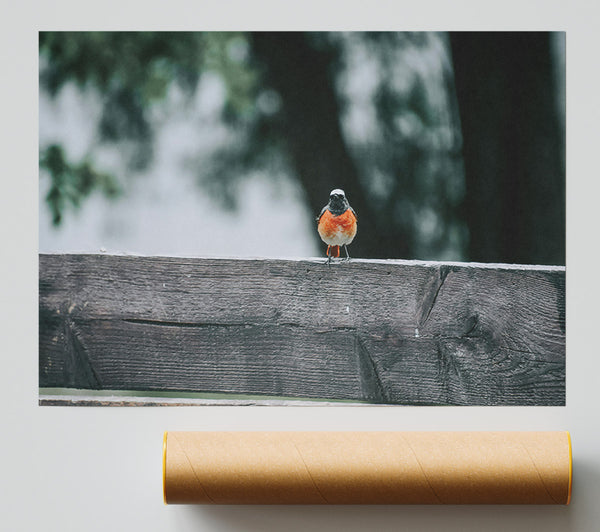 Orange Bird On Fence