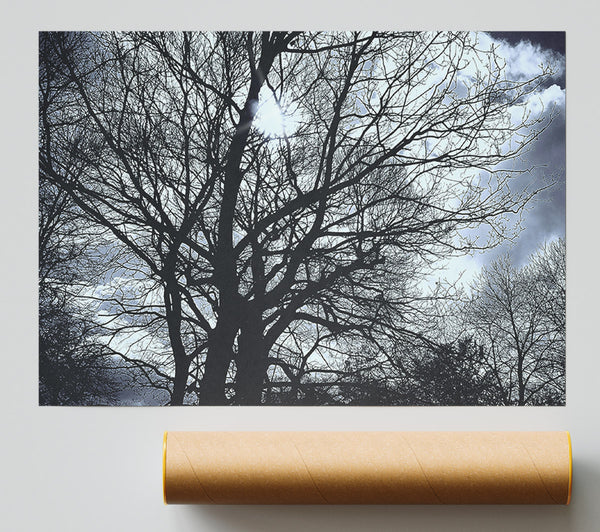 Blue Sky Branches