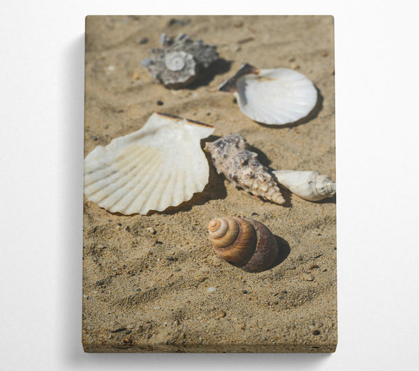 Sandy Brown Shells