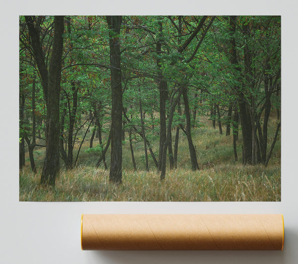 Green Forest Shadows