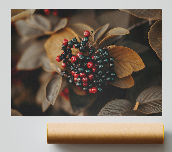 Autumn Red Berries