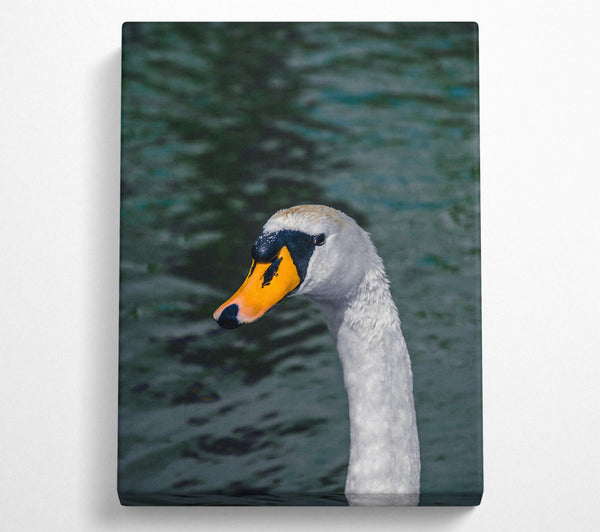 Yellow Beak Swan Portrait