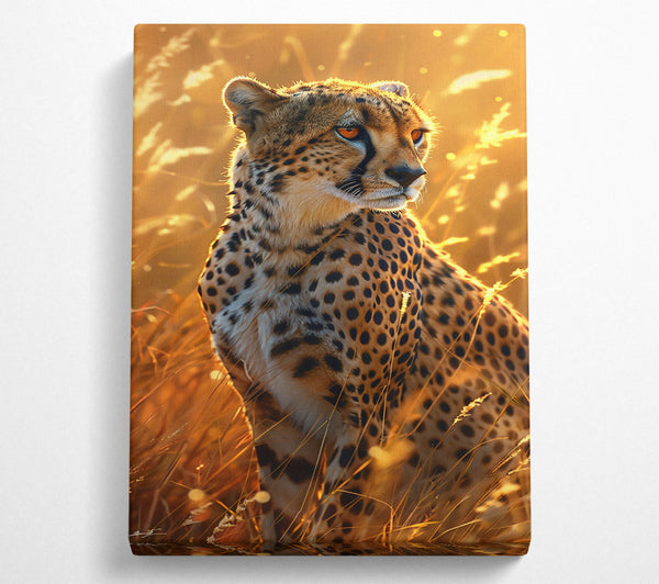 Golden Hour Cheetah