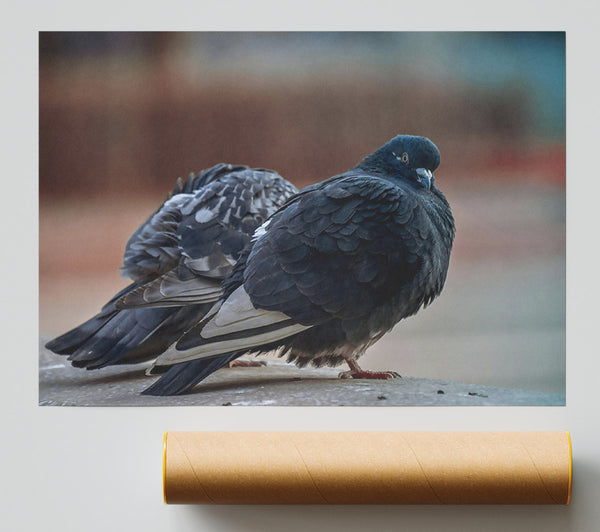 Black Pigeon Pair