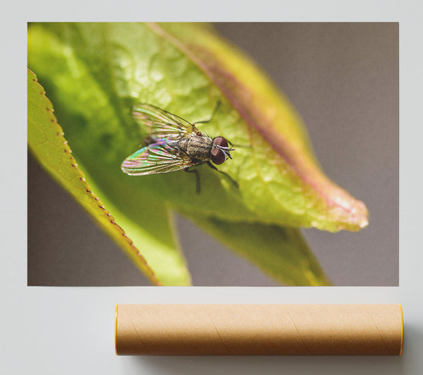 Green Fly Resting