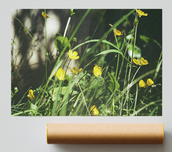 Golden Summer Blooms