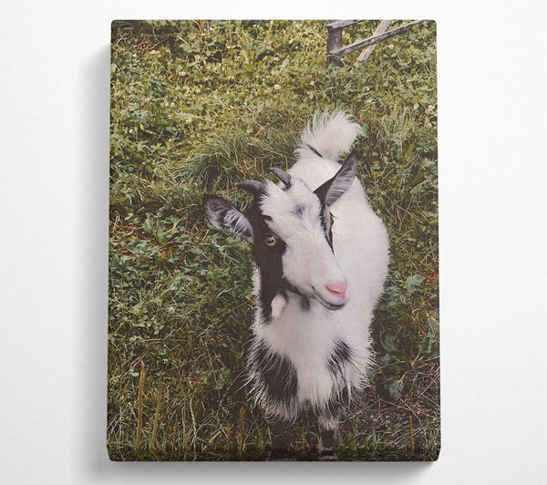 White Goat In Green Grass