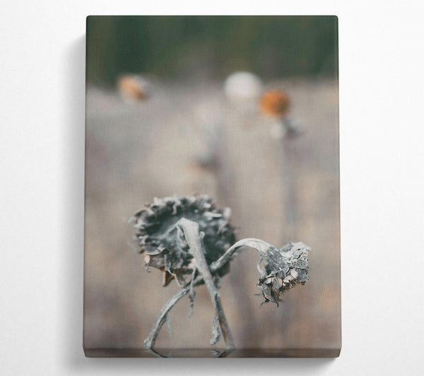 Gray Withered Blooms