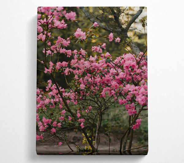 Pink Blooming Branches