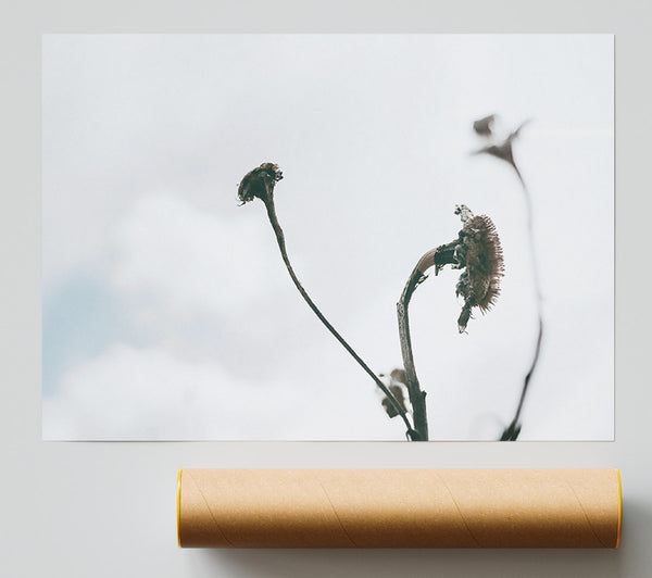 Grey Withered Blooms