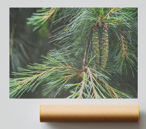 Emerald Pine Cones