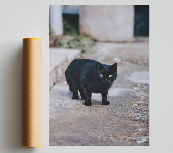 Black Cat On Concrete Path