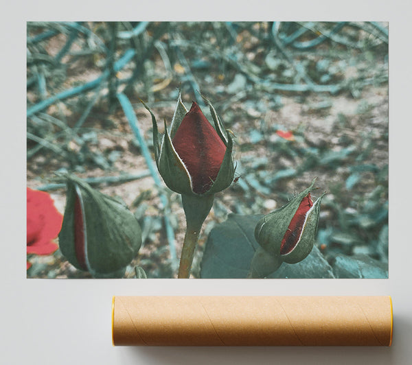 Crimson Budding Beauty