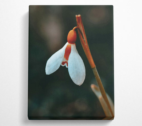 Orange-Tipped Snowdrop Bloom