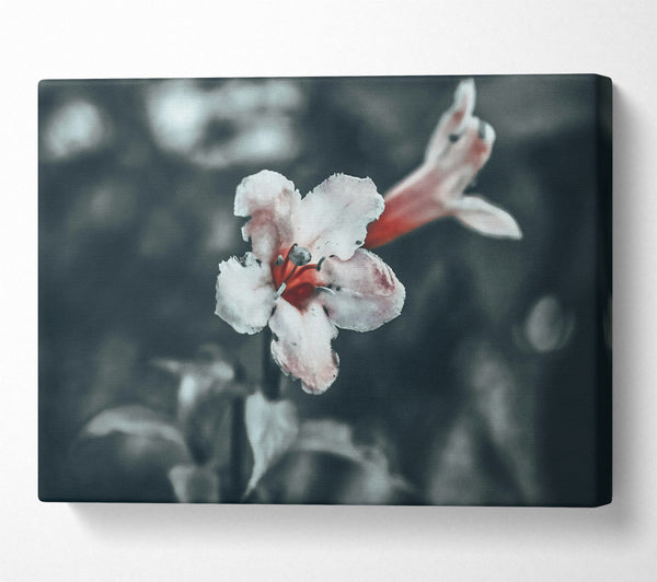 Red Bloom In Grey