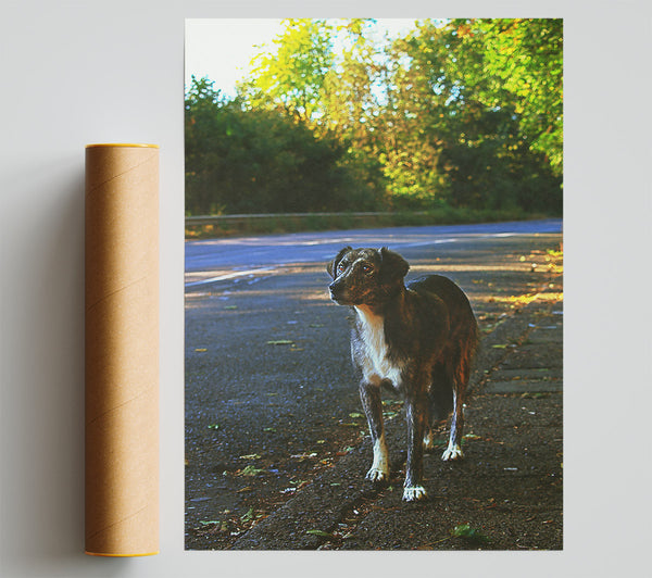 Grey Dog On Roadside