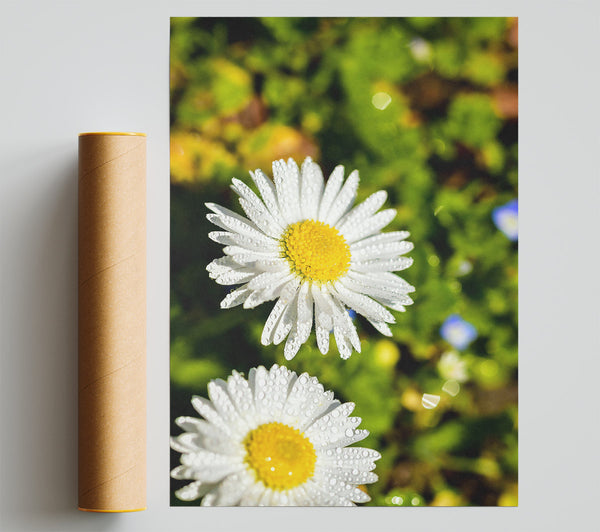 White Dewy Daisies