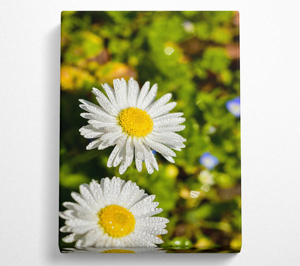 White Dewy Daisies