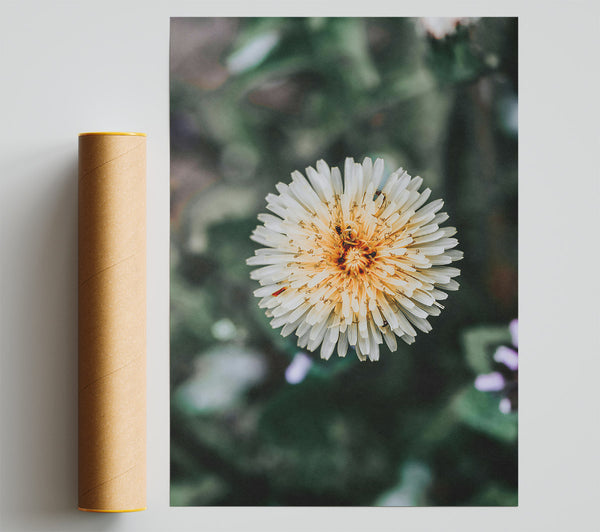 White Dandelion Bloom