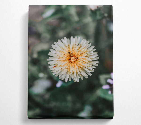 White Dandelion Bloom