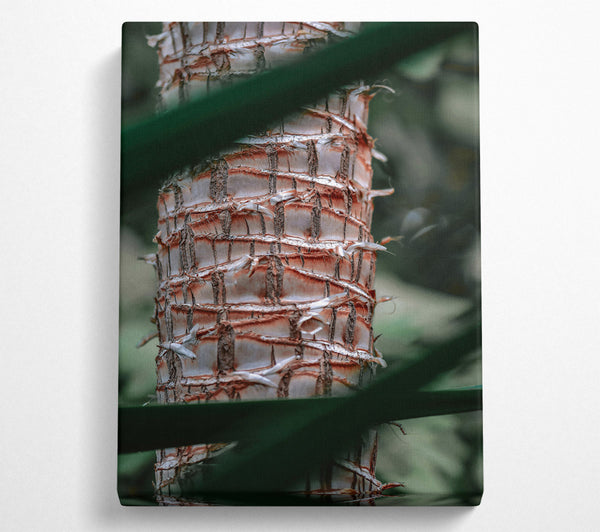 Rust-Colored Palm Bark