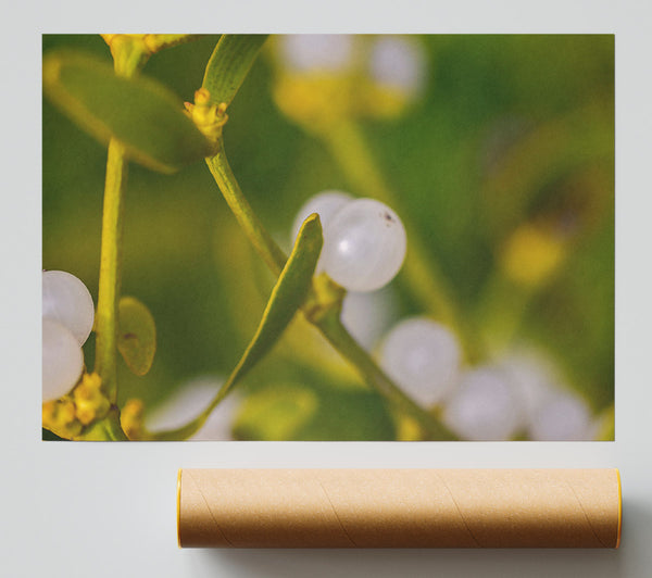 White Berries And Green Stems