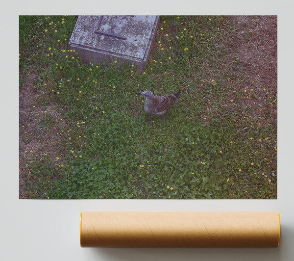 Green Grass Gull