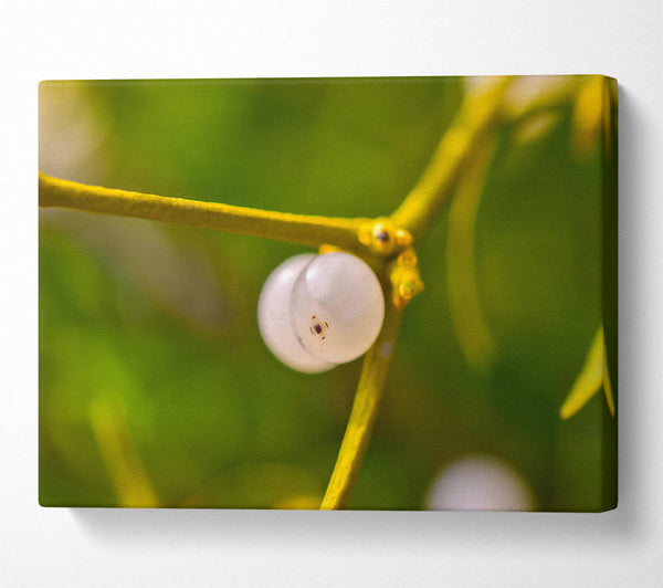 Green Branch Mistletoe