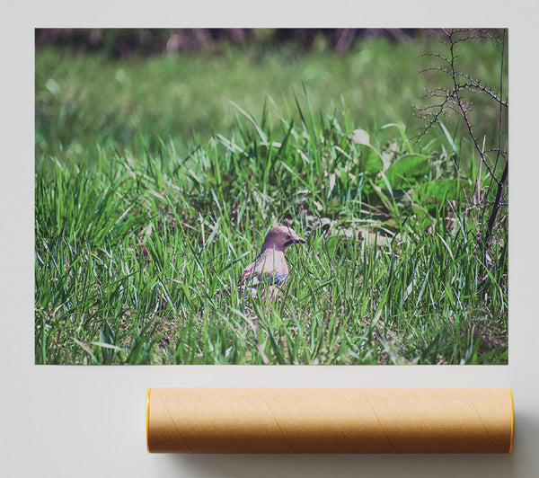 Green Bird In The Grass