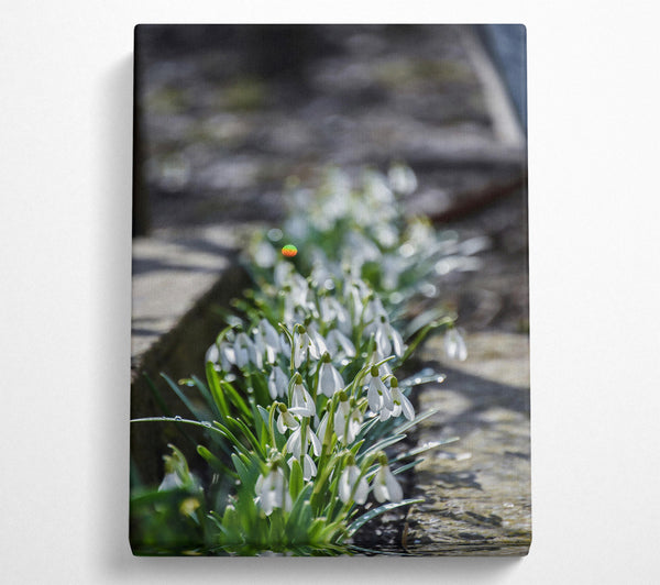 Green Path Of White Snowdrops