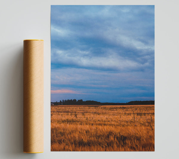 Golden Field And Sky