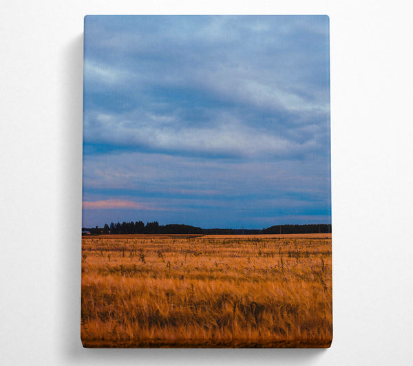 Golden Field And Sky