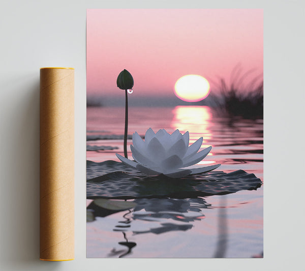 Pink Sunset Lotus Bloom