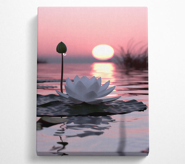 Pink Sunset Lotus Bloom