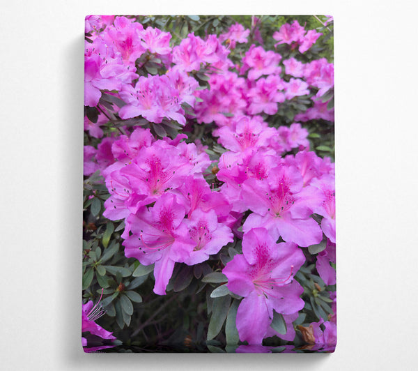 Pink Azalea Bloom