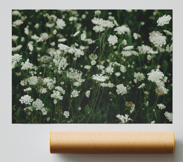 White Queen'S Lace Field