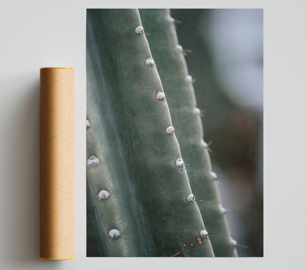 Green Cactus Spine