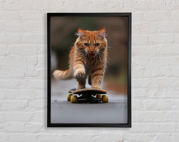 Cat Skateboarding