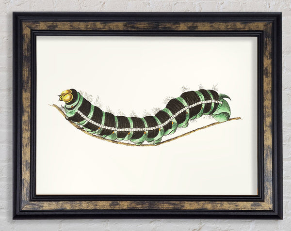 Caterpilla