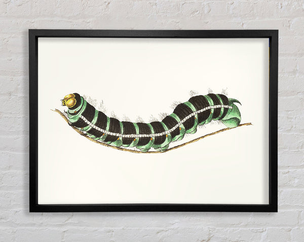 Caterpilla