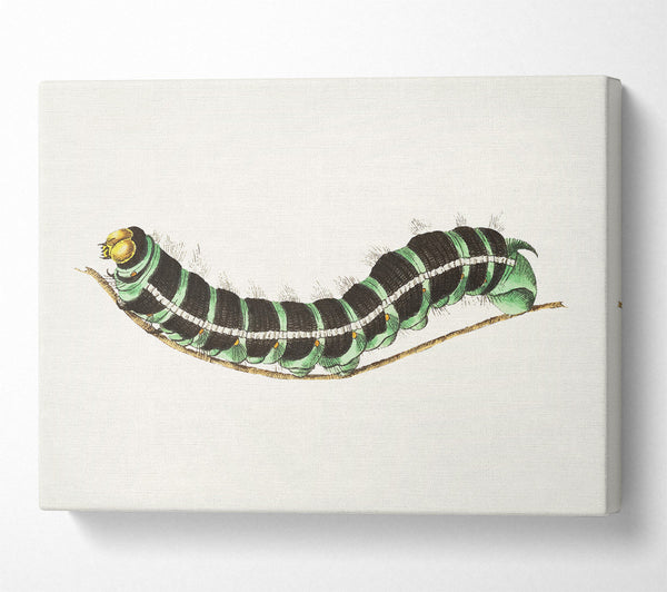 Caterpilla