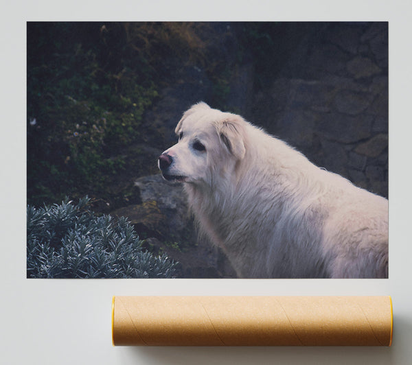 White Dog On Stone Path