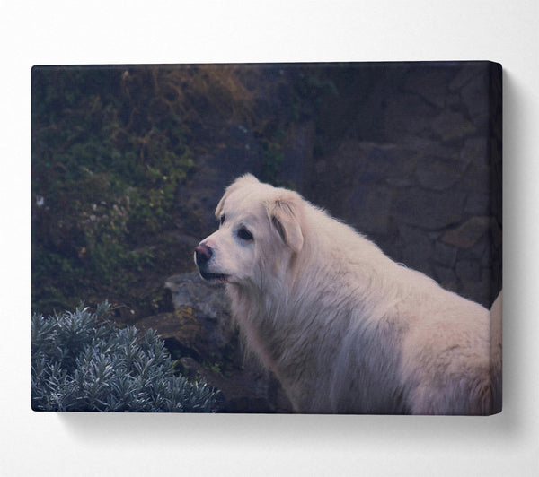 White Dog On Stone Path