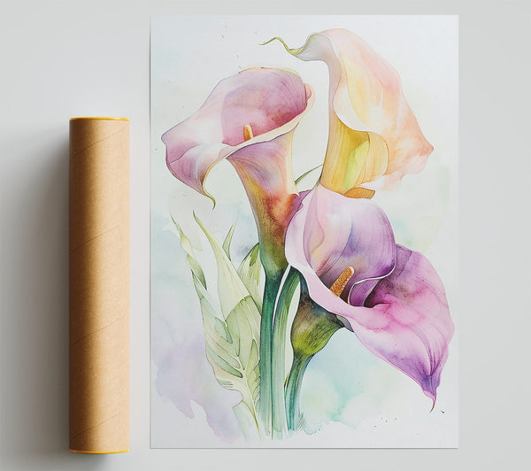 Lilac Calla Blooms