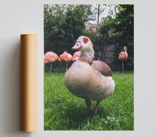 Brown Goose In Green Grass